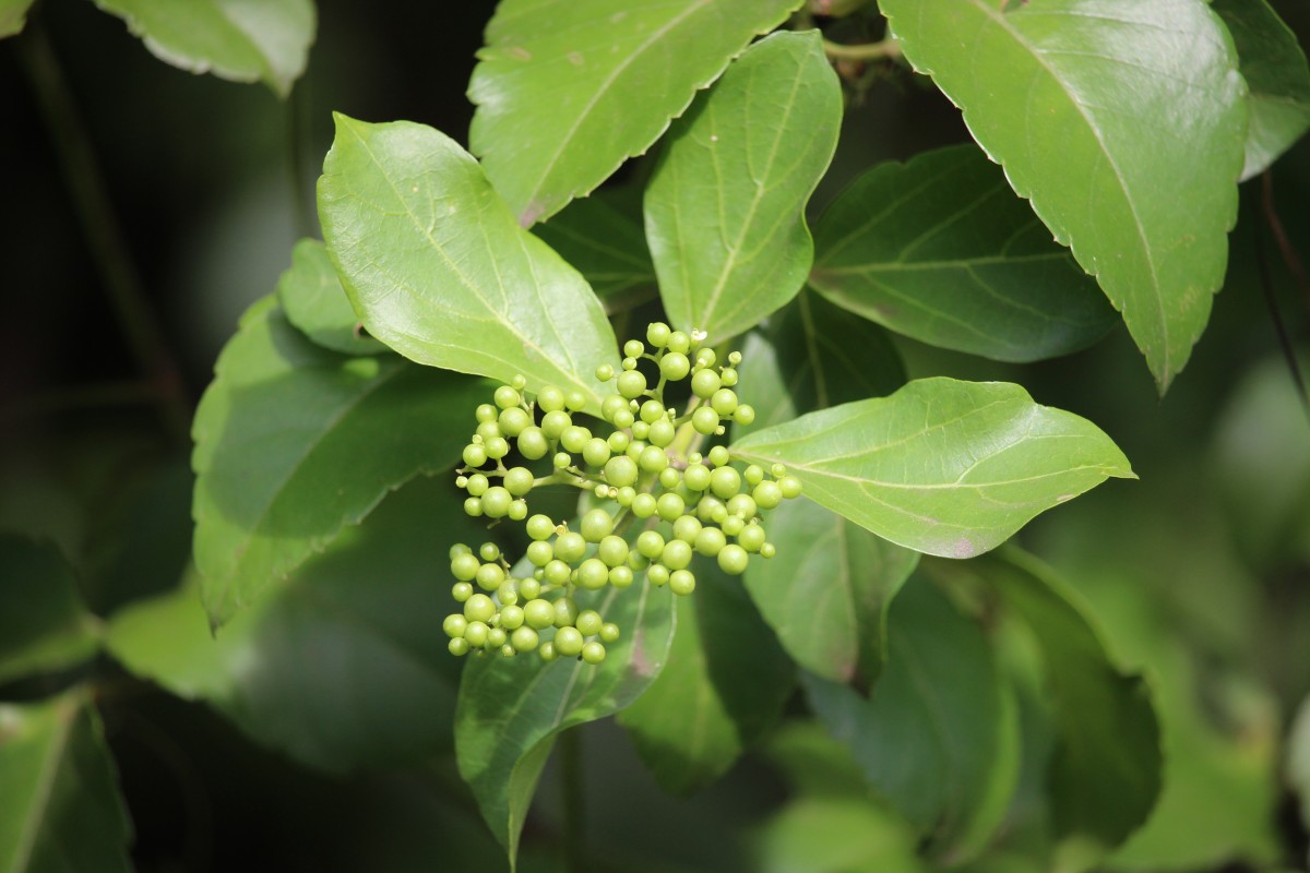 Premna serratifolia L.